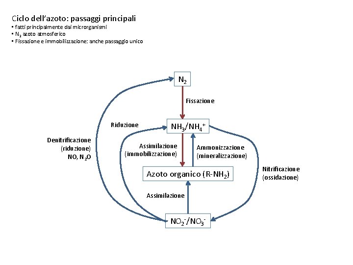 Ciclo dell’azoto: passaggi principali • fatti principalmente dai microrganismi • N 2 azoto atmosferico