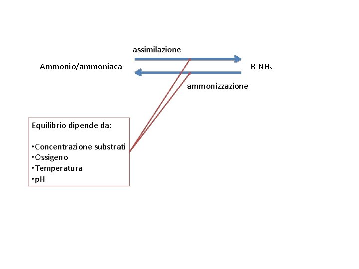 assimilazione Ammonio/ammoniaca R-NH 2 ammonizzazione Equilibrio dipende da: • Concentrazione substrati • Ossigeno •