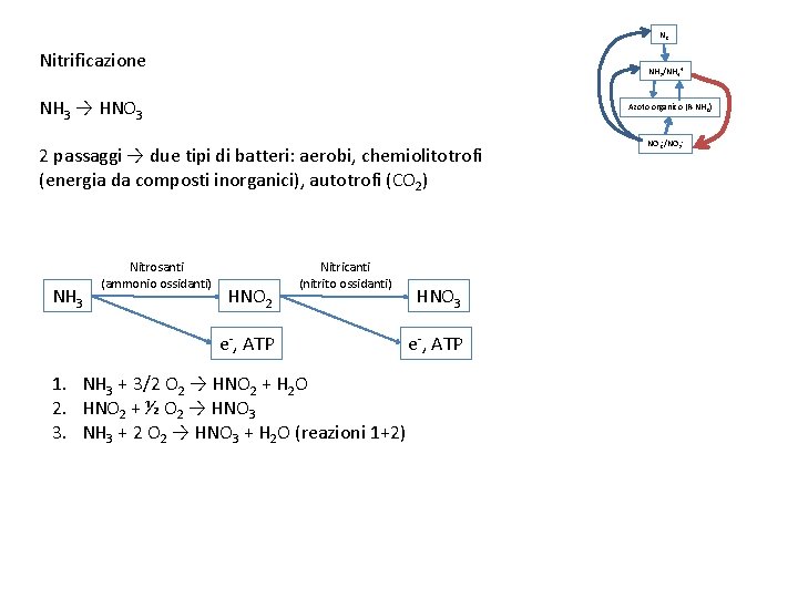 N 2 Nitrificazione NH 3/NH 4+ NH 3 → HNO 3 Azoto organico (R-NH