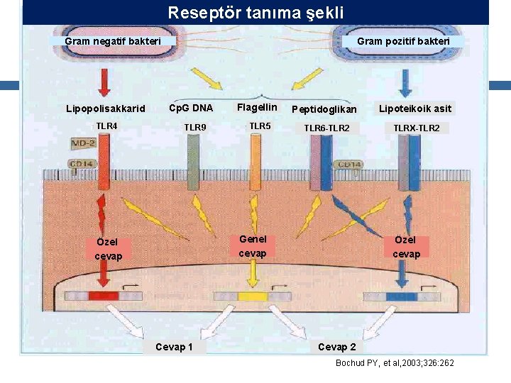 Reseptör tanıma şekli Gram negatif bakteri Lipopolisakkarid TLR 4 Gram pozitif bakteri Cp. G