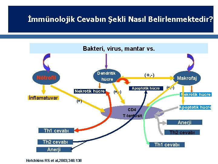 İmmünolojik Cevabın Şekli Nasıl Belirlenmektedir? Bakteri, virus, mantar vs. Dendritik hücre Nötrofil Nekrotik hücre