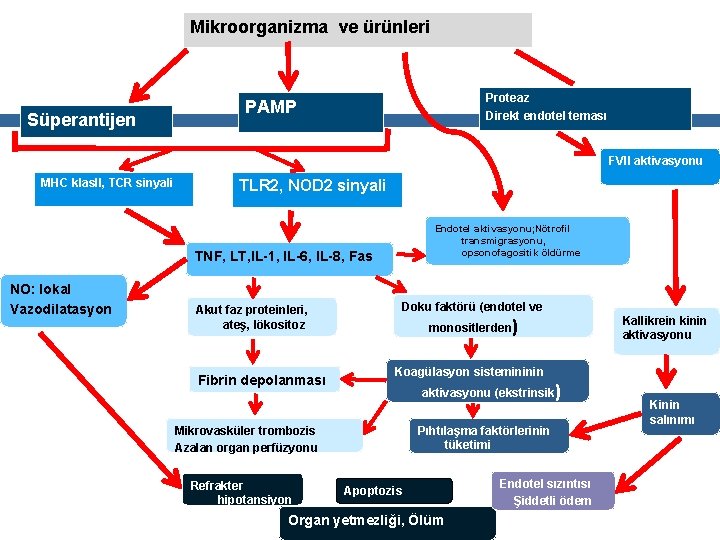 Mikroorganizma ve ürünleri Süperantijen Proteaz Direkt endotel teması PAMP FVII aktivasyonu MHC klas. II,