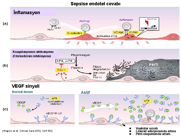 Sepsise endotel cevabı İnflamasyon Koagülasyonun aktivasyonu (Fibrinolizisin inhibisyonu) PIHTI VEGF sinyali Normal durum (Shapiro