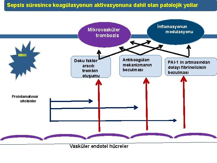 Sepsis süresince koagülasyonun aktivasyonuna dahil olan patolojik yollar İnflamasyonun modulasyonu Mikrovasküler trombozis MNH Doku