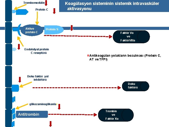 Trombomodülin Protein C Aktive protein C Koagülasyon sisteminin sistemik intravasküler aktivasyonu Protein S Endotelyal