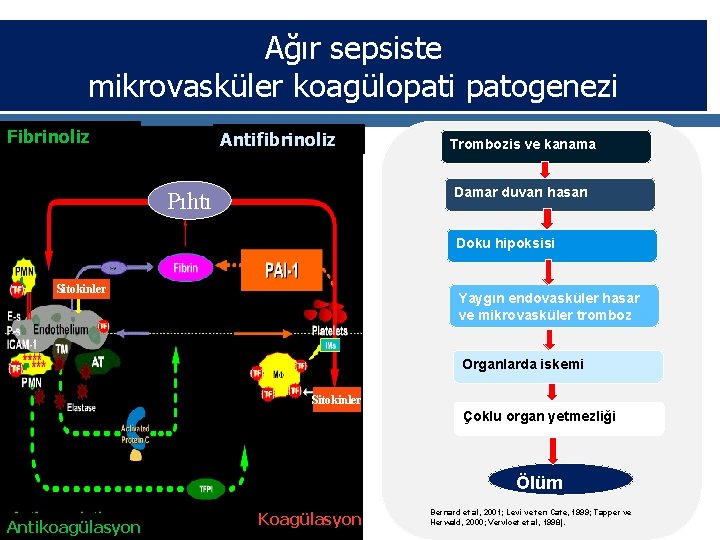 Ağır sepsiste mikrovasküler koagülopati patogenezi Fibrinoliz Antifibrinoliz Trombozis ve kanama Damar duvarı hasarı Pıhtı