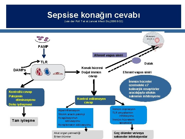 Sepsise konağın cevabı (van der Poll T et al. Lancet Infect Dis, 2008: 8