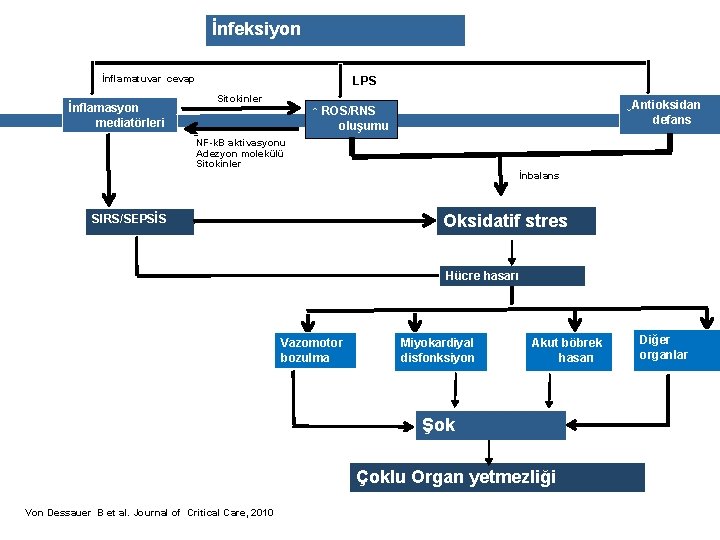 İnfeksiyon İnflamatuvar cevap İnflamasyon mediatörleri LPS Sitokinler ↓Antioksidan defans ↑ ROS/RNS oluşumu NF-k. B