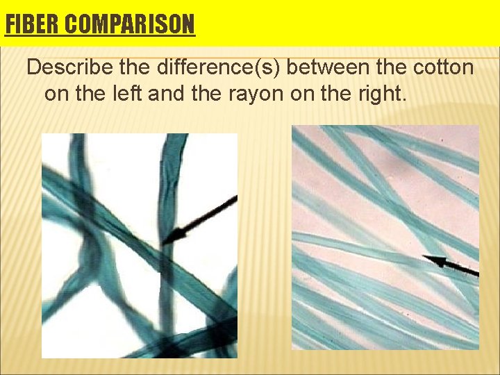 FIBER COMPARISON Describe the difference(s) between the cotton on the left and the rayon