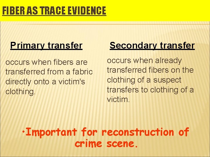 FIBER AS TRACE EVIDENCE Primary transfer occurs when fibers are transferred from a fabric FIBER AS TRACE EVIDENCE Primary transfer occurs when fibers are transferred from a fabric
