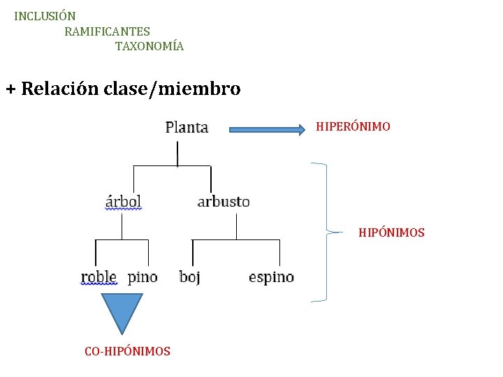 INCLUSIÓN RAMIFICANTES TAXONOMÍA + Relación clase/miembro HIPERÓNIMO HIPÓNIMOS CO-HIPÓNIMOS 