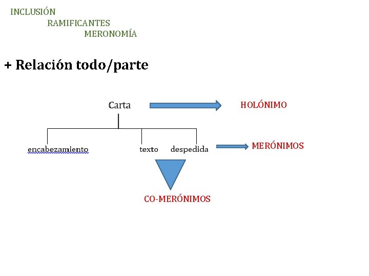 INCLUSIÓN RAMIFICANTES MERONOMÍA + Relación todo/parte HOLÓNIMO MERÓNIMOS CO-MERÓNIMOS 