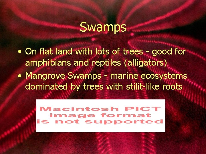 Swamps • On flat land with lots of trees - good for amphibians and