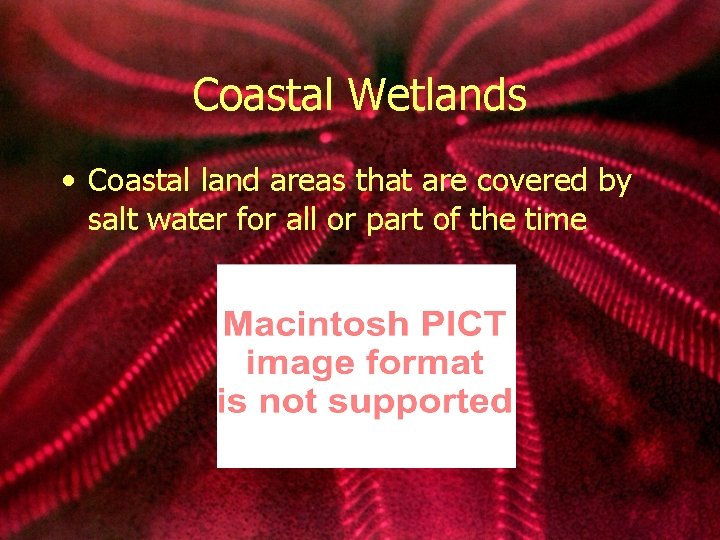 Coastal Wetlands • Coastal land areas that are covered by salt water for all