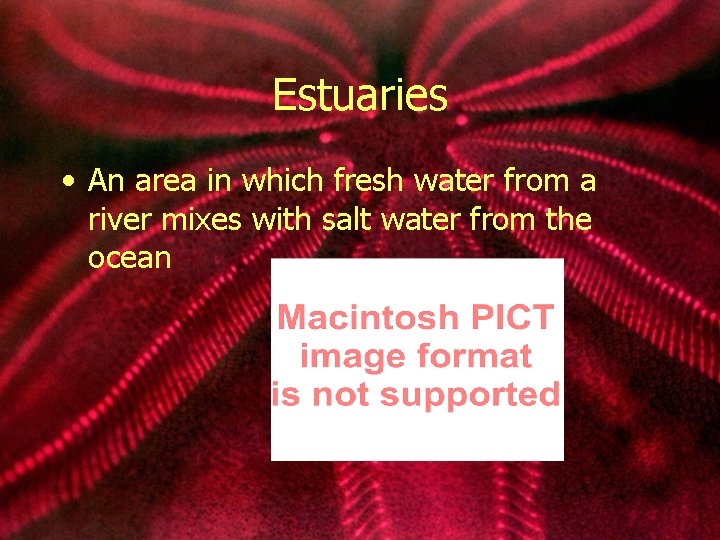 Estuaries • An area in which fresh water from a river mixes with salt