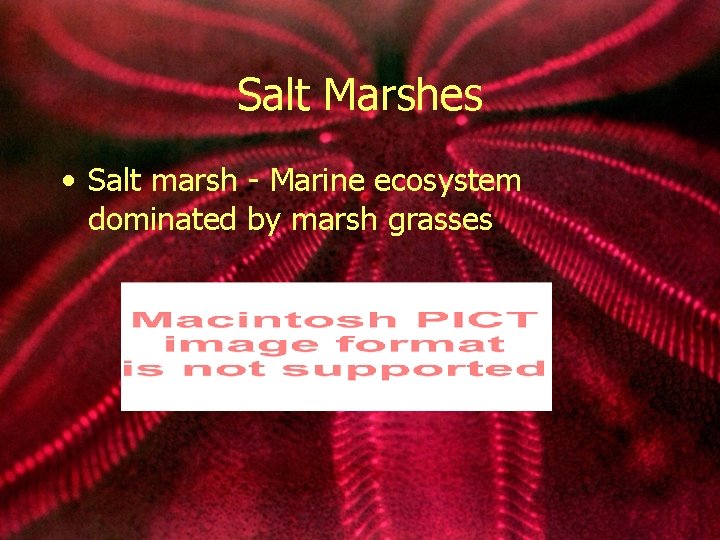 Salt Marshes • Salt marsh - Marine ecosystem dominated by marsh grasses 