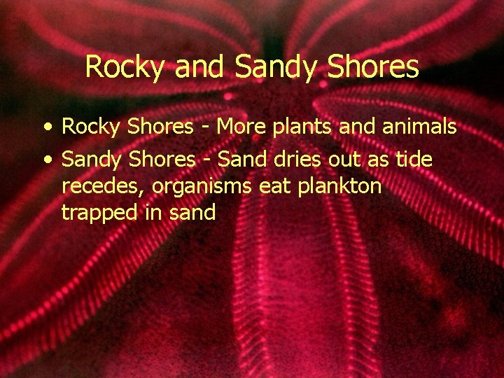 Rocky and Sandy Shores • Rocky Shores - More plants and animals • Sandy