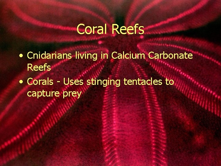 Coral Reefs • Cnidarians living in Calcium Carbonate Reefs • Corals - Uses stinging