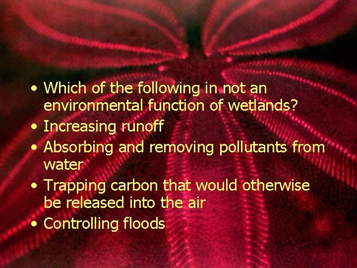  • Which of the following in not an environmental function of wetlands? •