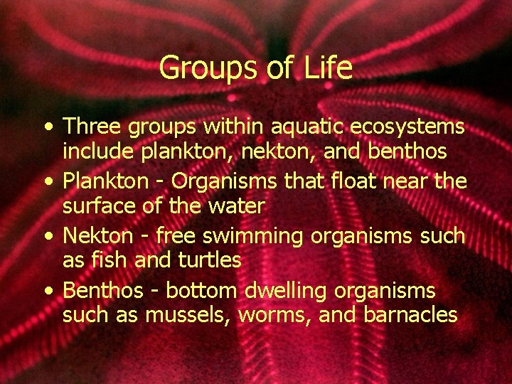 Groups of Life • Three groups within aquatic ecosystems include plankton, nekton, and benthos