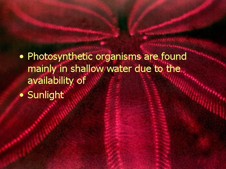 • Photosynthetic organisms are found mainly in shallow water due to the availability
