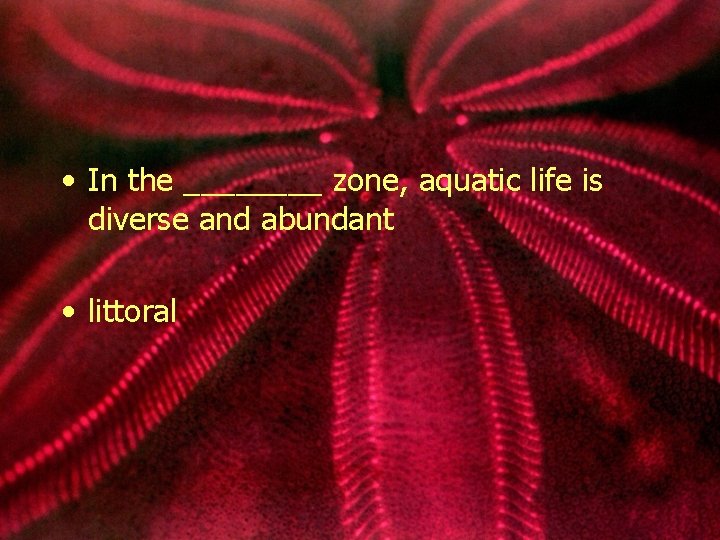  • In the ____ zone, aquatic life is diverse and abundant • littoral