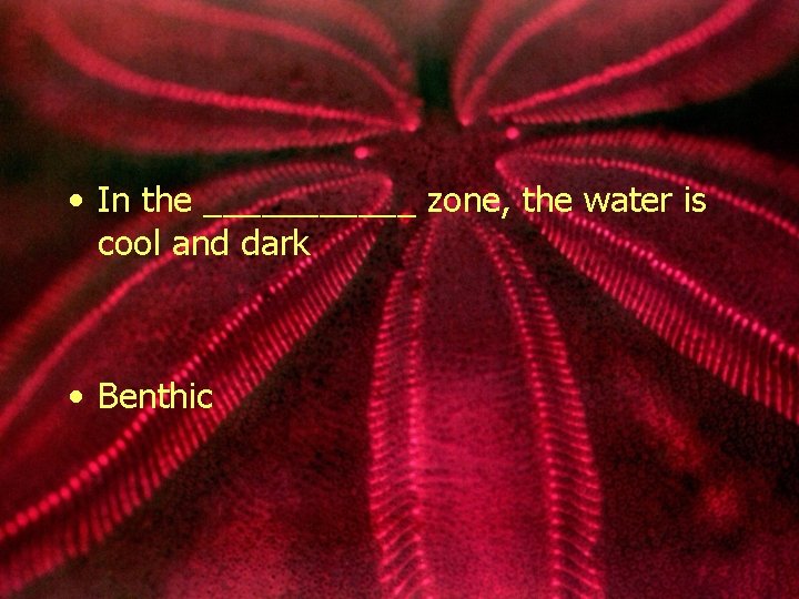  • In the ______ zone, the water is cool and dark • Benthic