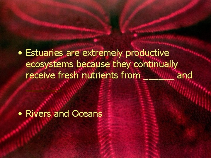  • Estuaries are extremely productive ecosystems because they continually receive fresh nutrients from