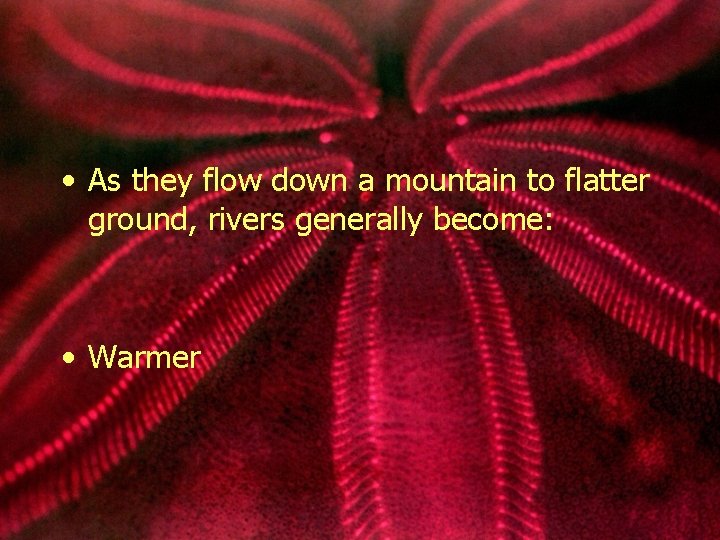  • As they flow down a mountain to flatter ground, rivers generally become: