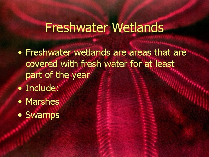 Freshwater Wetlands • Freshwater wetlands areas that are covered with fresh water for at