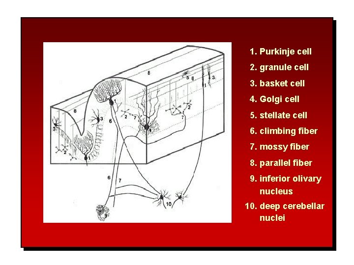 1. Purkinje cell 2. granule cell 3. basket cell 4. Golgi cell 5. stellate