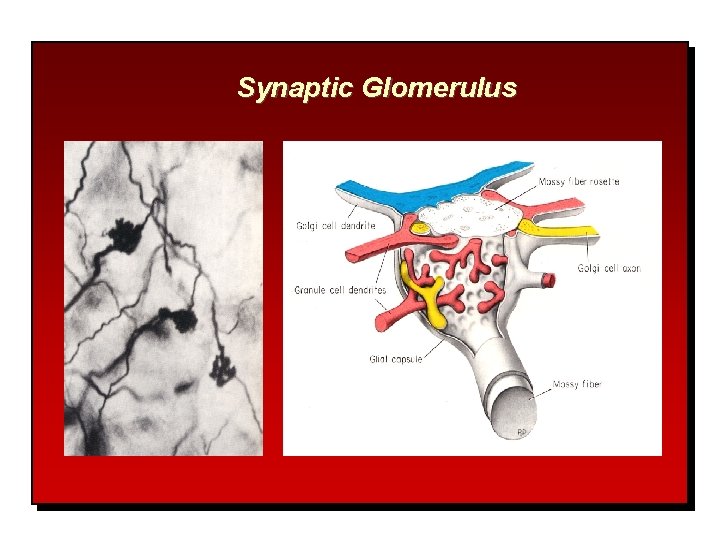 Synaptic Glomerulus 