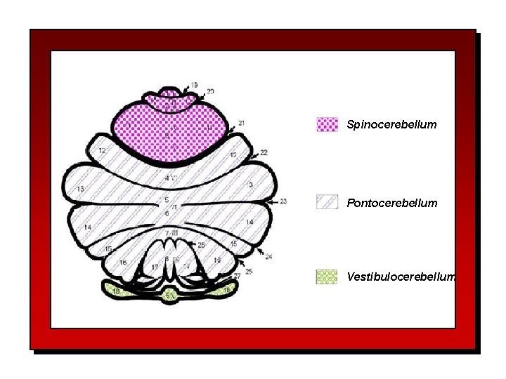 Spinocerebellum Pontocerebellum Vestibulocerebellum 