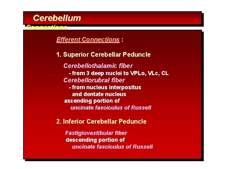 Cerebellum Connections Efferent Connections : 1. Superior Cerebellar Peduncle Cerebellothalamic fiber - from 3
