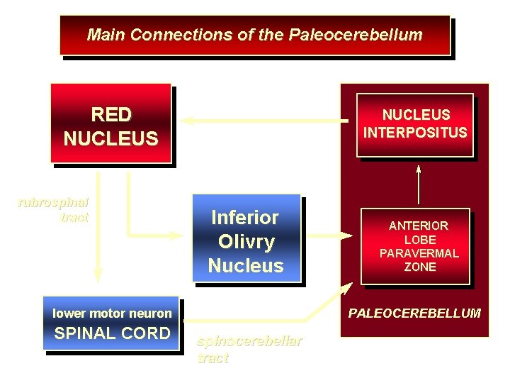 Main Connections of the Paleocerebellum RED NUCLEUS rubrospinal tract NUCLEUS INTERPOSITUS Inferior Olivry Nucleus