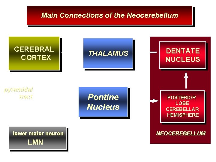 Main Connections of the Neocerebellum CEREBRAL CORTEX pyramidal tract lower motor neuron LMN THALAMUS