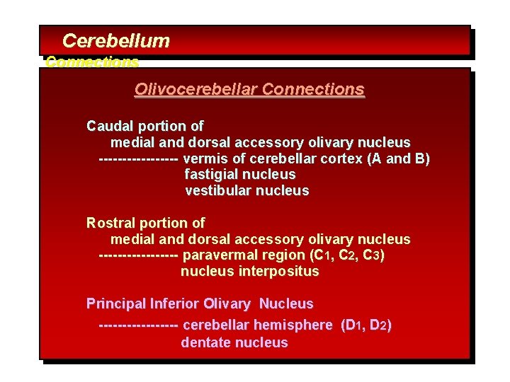 Cerebellum Connections Olivocerebellar Connections Caudal portion of medial and dorsal accessory olivary nucleus ---------