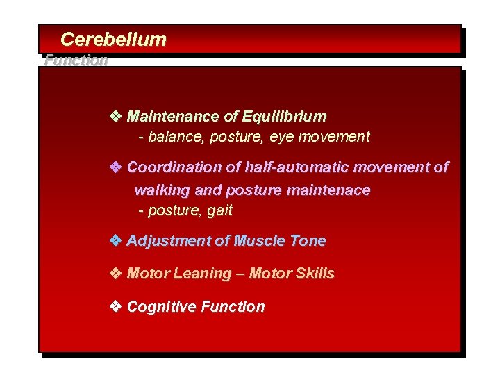 Cerebellum Function Maintenance of Equilibrium - balance, posture, eye movement Coordination of half-automatic movement