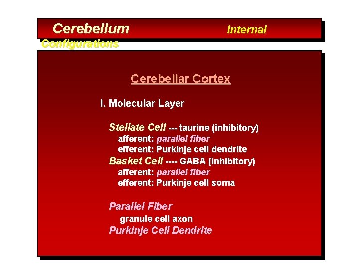 Cerebellum Internal Configurations Cerebellar Cortex I. Molecular Layer Stellate Cell --- taurine (inhibitory) afferent: