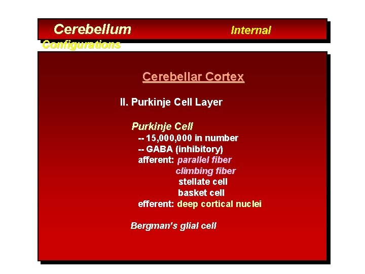 Cerebellum Internal Configurations Cerebellar Cortex II. Purkinje Cell Layer Purkinje Cell -- 15, 000