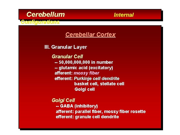 Cerebellum Internal Configurations Cerebellar Cortex III. Granular Layer Granular Cell -- 50, 000, 000
