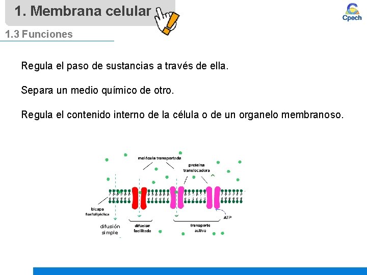 1. Membrana celular 1. 3 Funciones Regula el paso de sustancias a través de