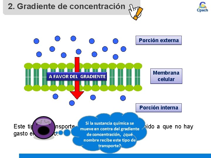 2. Gradiente de concentración Porción externa A FAVOR DEL GRADIENTE Membrana celular Porción interna
