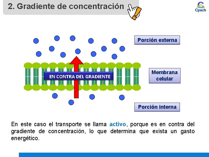 2. Gradiente de concentración Porción externa EN CONTRA DEL GRADIENTE Membrana celular Porción interna