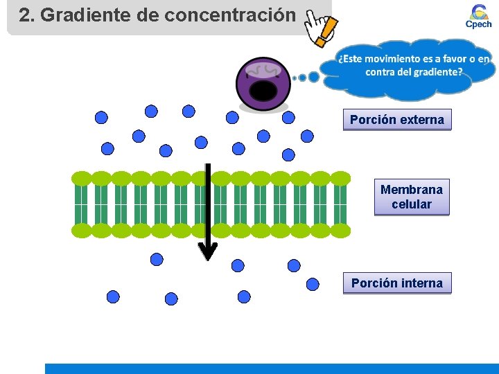 2. Gradiente de concentración Porción externa Membrana celular Porción interna 