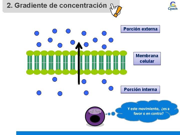 2. Gradiente de concentración Porción externa Membrana celular Porción interna 