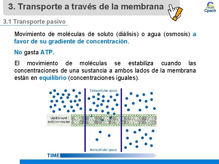 3. Transporte a través de la membrana 3. 1 Transporte pasivo Movimiento de moléculas