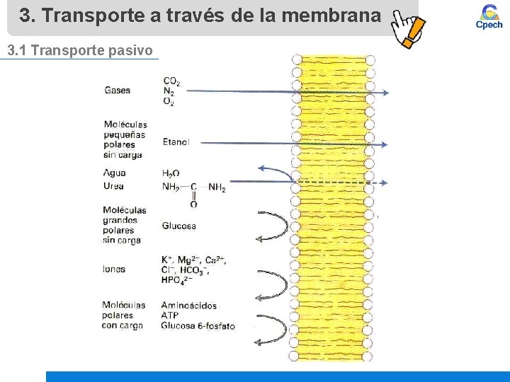 3. Transporte a través de la membrana 3. 1 Transporte pasivo 