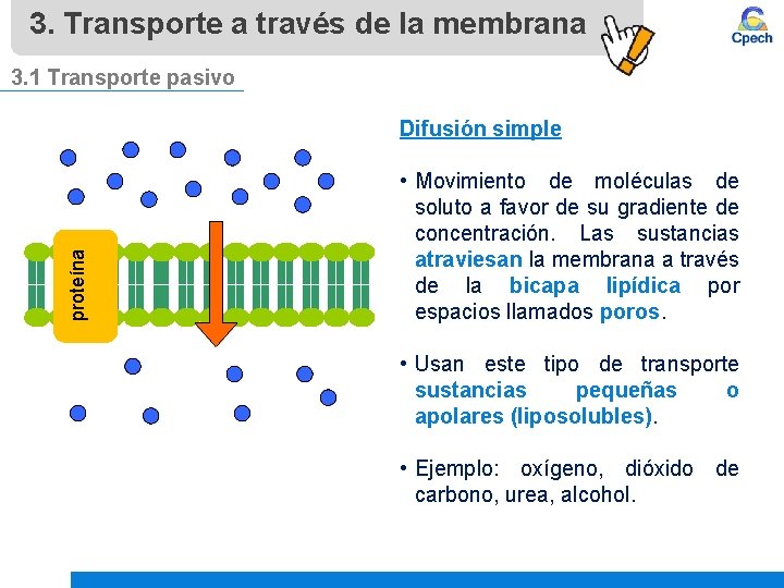 3. Transporte a través de la membrana 3. 1 Transporte pasivo proteína Difusión simple