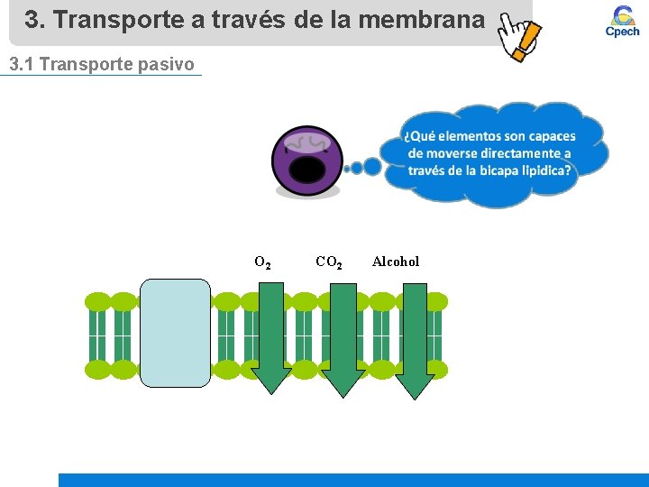 3. Transporte a través de la membrana 3. 1 Transporte pasivo O 2 CO